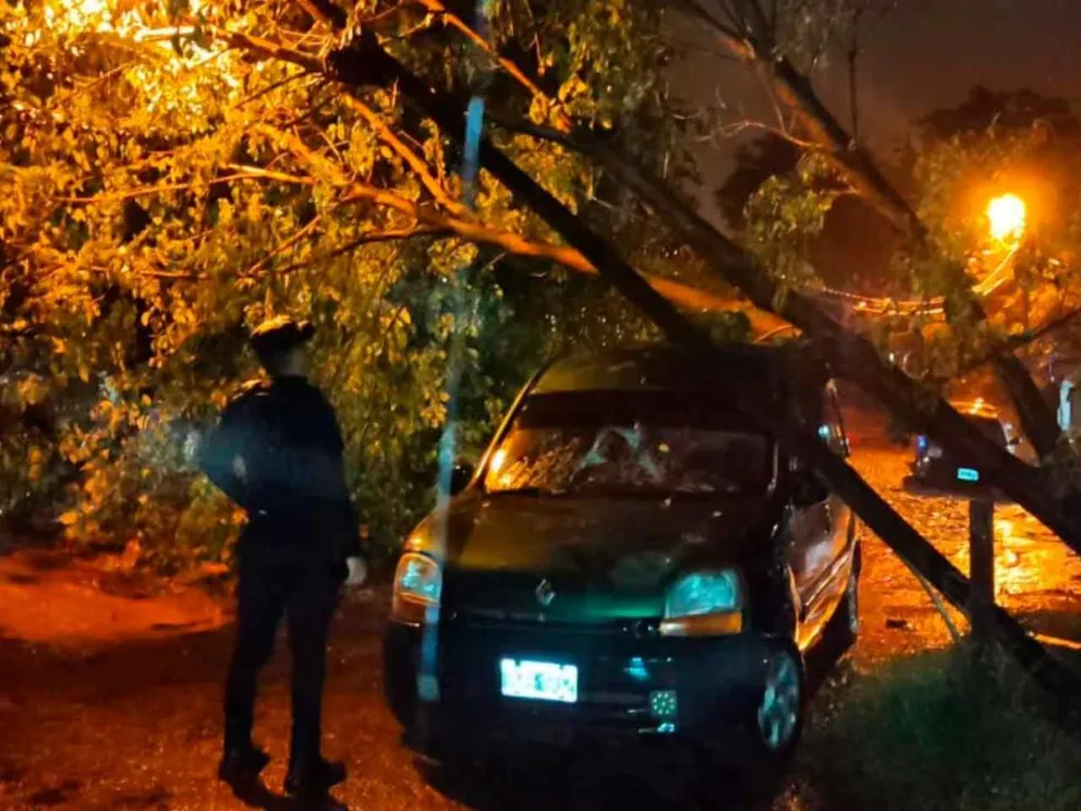 En Jardín América un árbol cayó sobre un vehículo