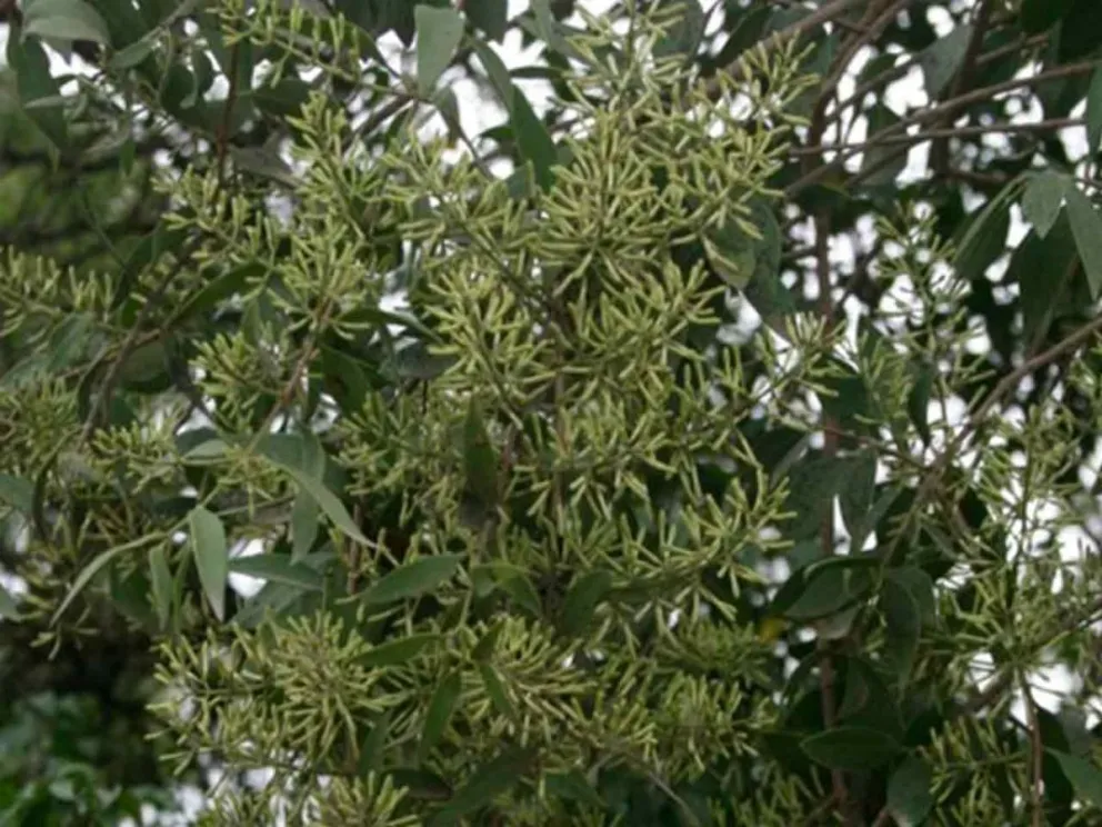 Yerba del pajarito, planta hemiparásita