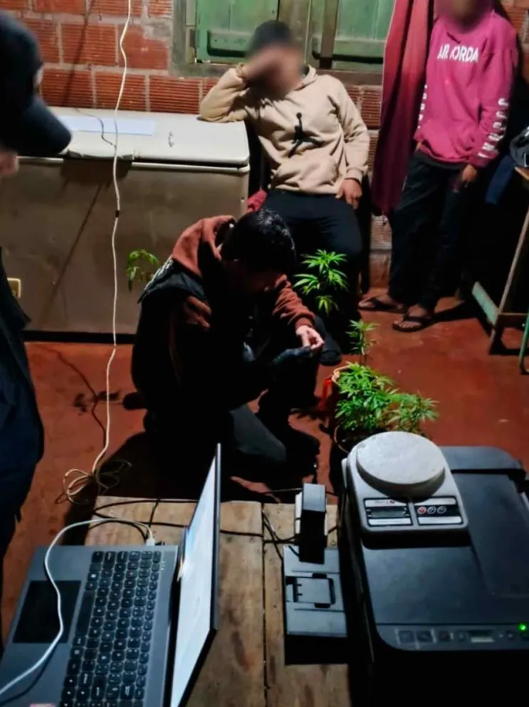 Hallazgo de las plantas psicotrópicas