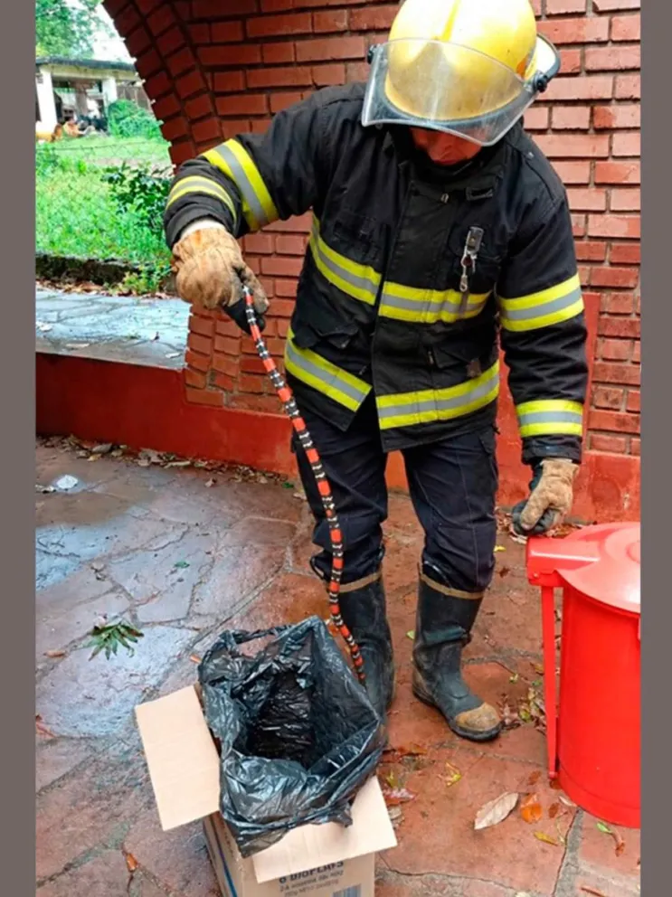 Rescate de la falsa coral